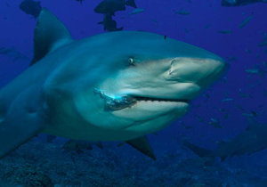 Fight the Fear of Sharks - Gansbaai Daily News